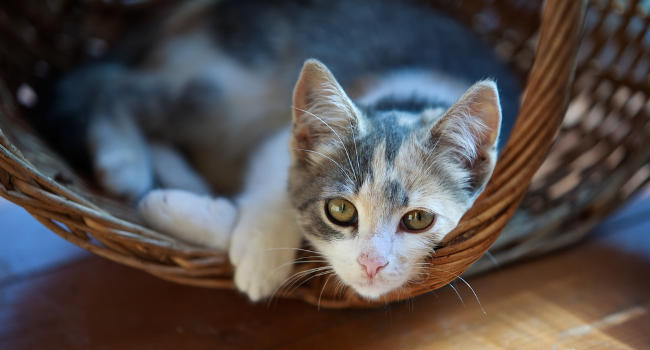 Cat resting in a basket